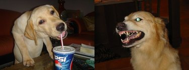 Dog growling and then drinking a soda