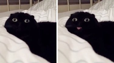 cat with tongue out