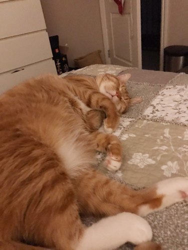 orange cat with nice fat tummy