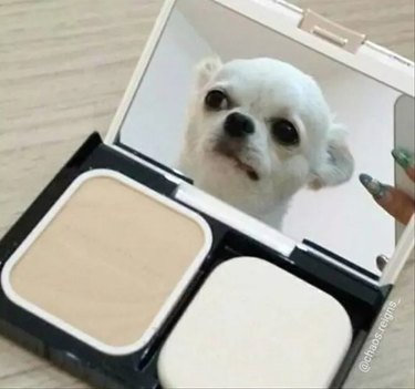 dog gives makeup tips