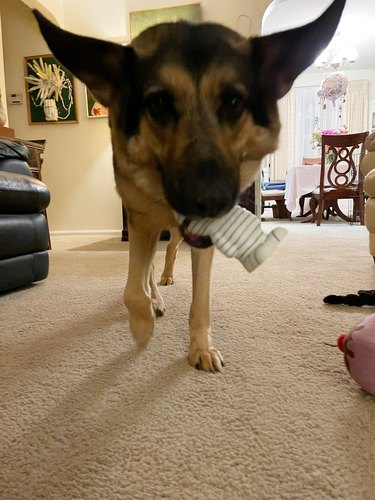 dog eating mummy toy.