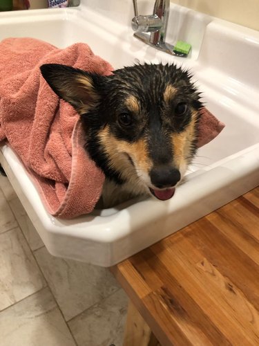 Stephen King's dog gets a bath