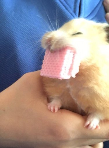 hamster eats wafer cookie
