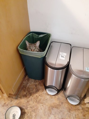 cat hides in recycling bin