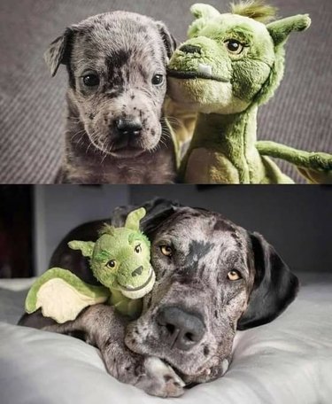 Photo of dog with favorite drargon toy as a puppy and a senior.