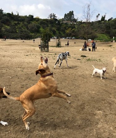 dog loves playing at dog park