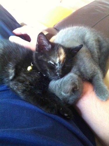 Two sleeping kittens in a lap