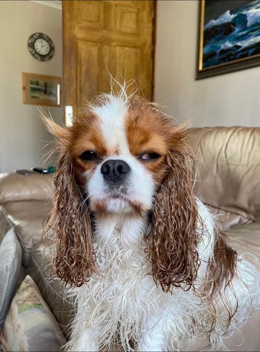 Cavalier King Charles spaniel dog is not happy about bath time.