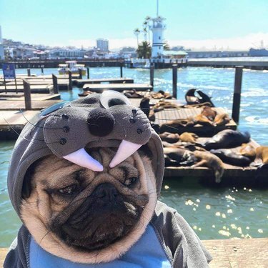 Pug at the wharf in a seal costume