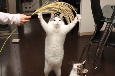 cat plays with grain