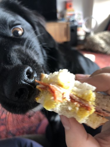 dog eats woman's sandwich