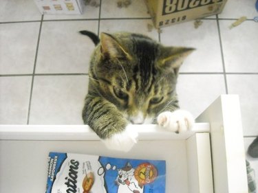 Cat reaching for treats