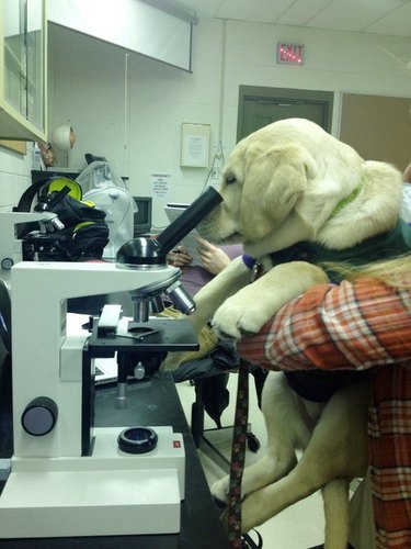 labrador looking through microscope in science lab