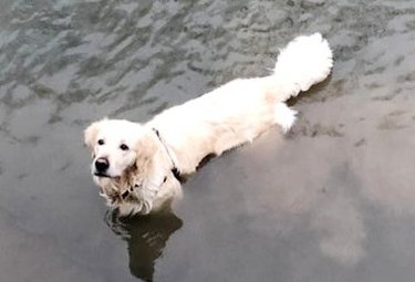 dog pretends to be a duck to get food