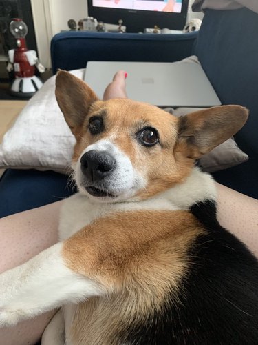 corgi not happy and looks at woman when she stops petting him