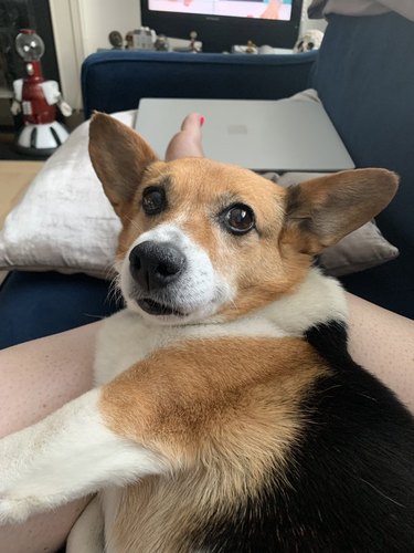 Corgi looks at woman when she stops petting him.