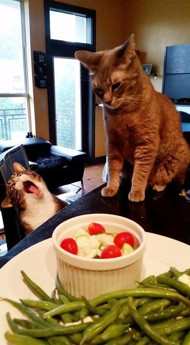cat hates salad