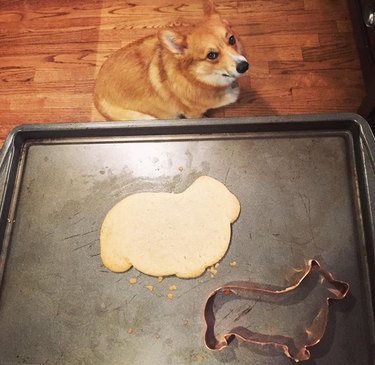 corgi dog can't believe human is making corgi-shaped cookies