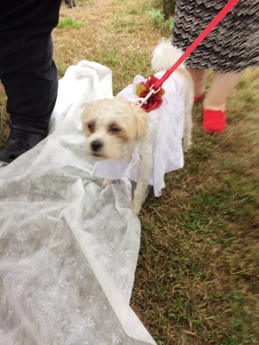 dogs get married