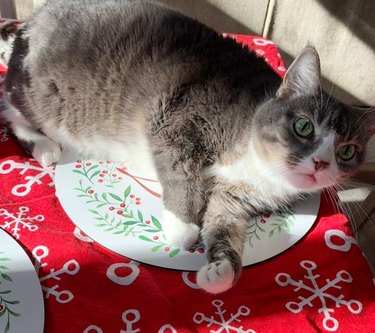 cat sits on placements right after human sets table.