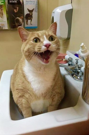 Happy cat sitting in a sink at the vet's office