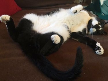 tuxedo cat does a stretch