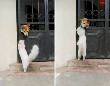 cat visits dog every day