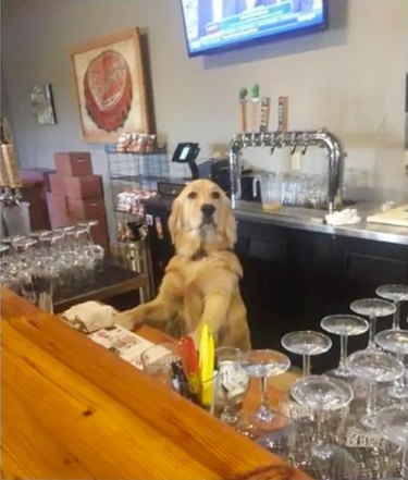 bartender dog