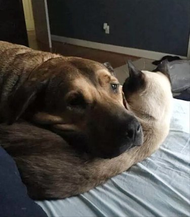 Dog using cat as a pillow. Very sweet.