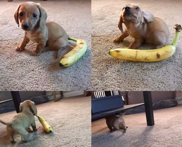 little dog steals banana
