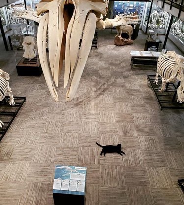 black cat sleeping on museum floor and surrounded by fossils