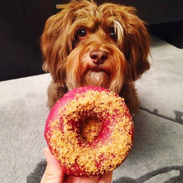 dog poses for photo with gourmet donut