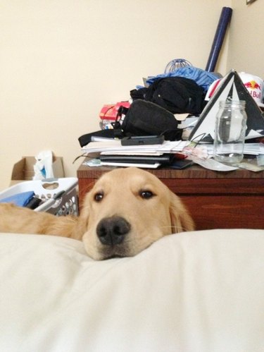 Dog rests chin on bed.