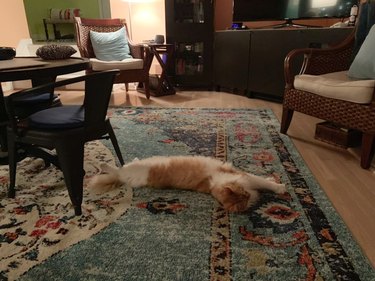 cat stretches out on floor