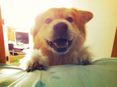 dog climbs ladder of bunk beg to wake man up