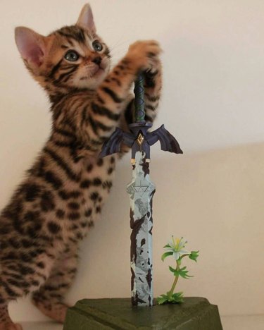 bengal kitten tries to pull master sword from stone