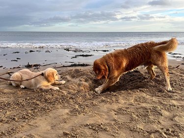 dog teaches puppy how to dig hole
