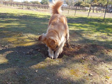 dog has fun digging hole