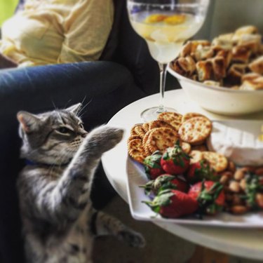 cat paws at food on plate