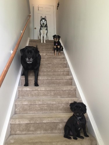 dogs pose for photograph on staircase