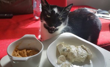 cat stares at plate of pate