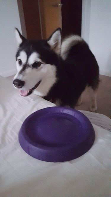 dog wakes owner up by dropping empty bowl on bed