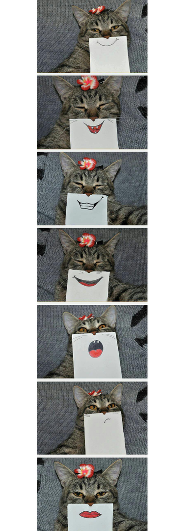 funny illustrated expressions posed next to real cat