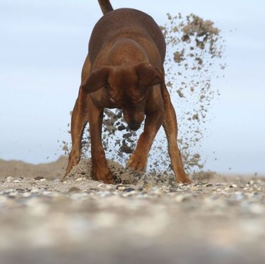 dog digs for missing bone