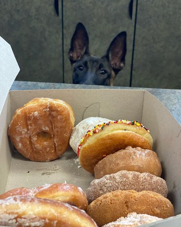 dog stares at donuts