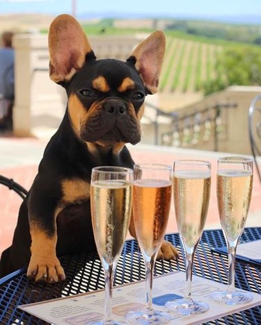 dog loves champagne