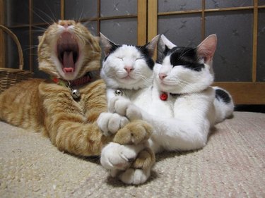 three cats cuddling