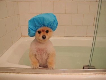 dog in shower cap is late to meet friends