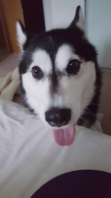 dog wakes owner up by dropping empty bowl on bed