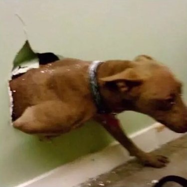 dog bursts through wall quicly